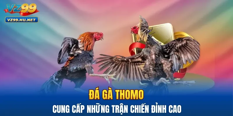 Đá gà Thomo cung cấp những trận chiến đỉnh cao